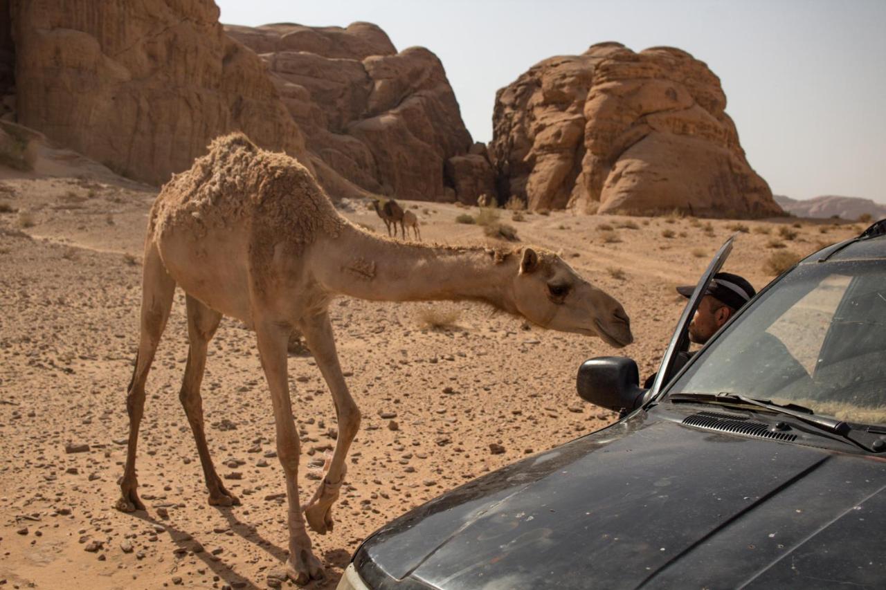 Wadi Rum Desert Home Eksteriør billede
